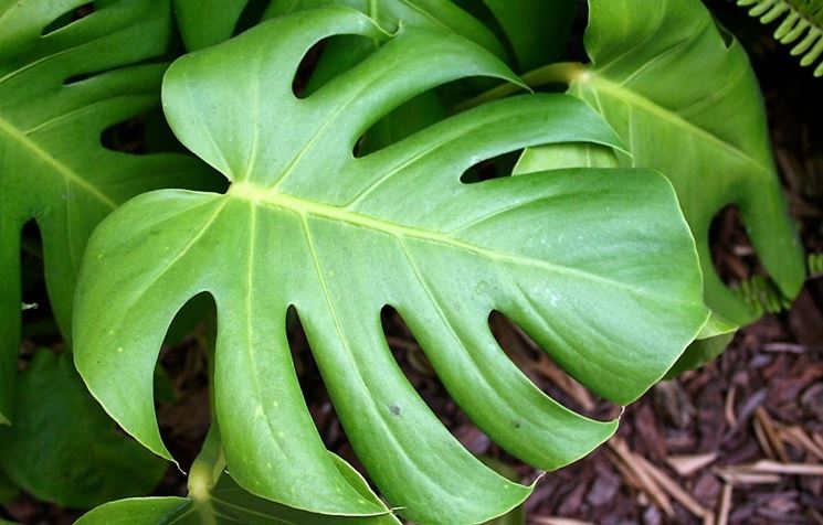 pianta del pane americana