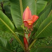 musa ornata fiore