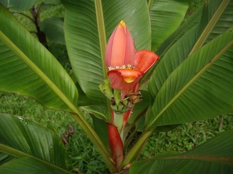 musa ornata fiore