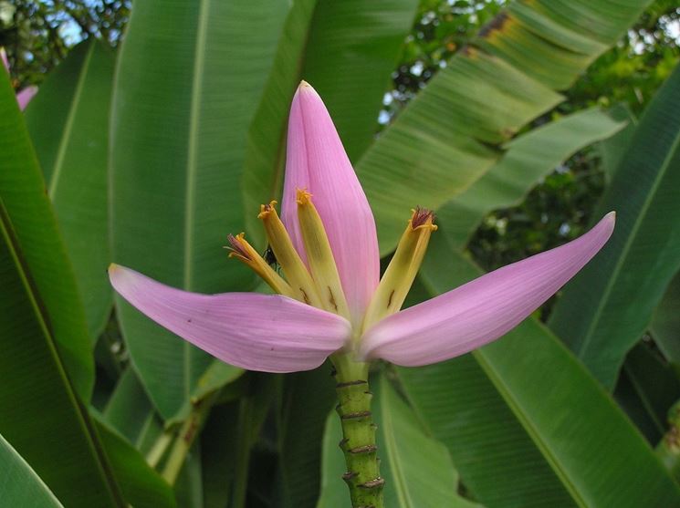 fiore musa ornata