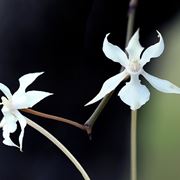 Aerangis