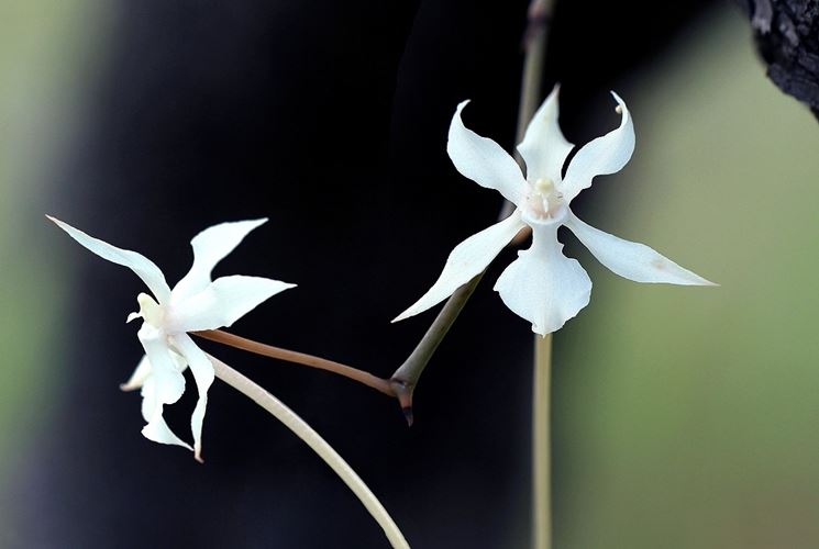 Aerangis