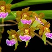 Aerides flabellata