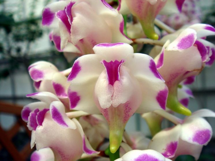 fiori Aerides lawrenciae