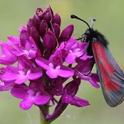 Foto anacamptis