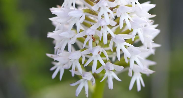 anacamptis piramidalis