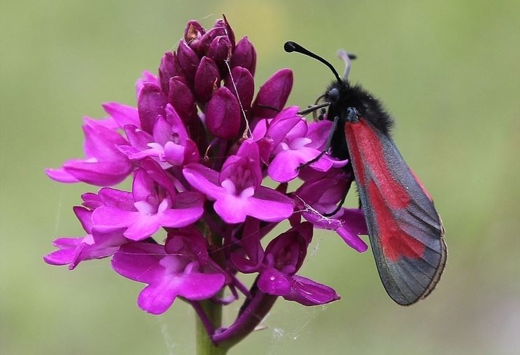 Foto anacamptis