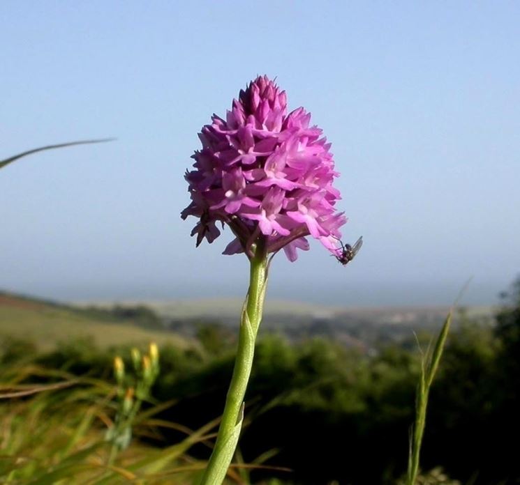 anacamptis