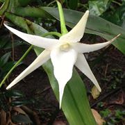 Angraecum sesquipedale