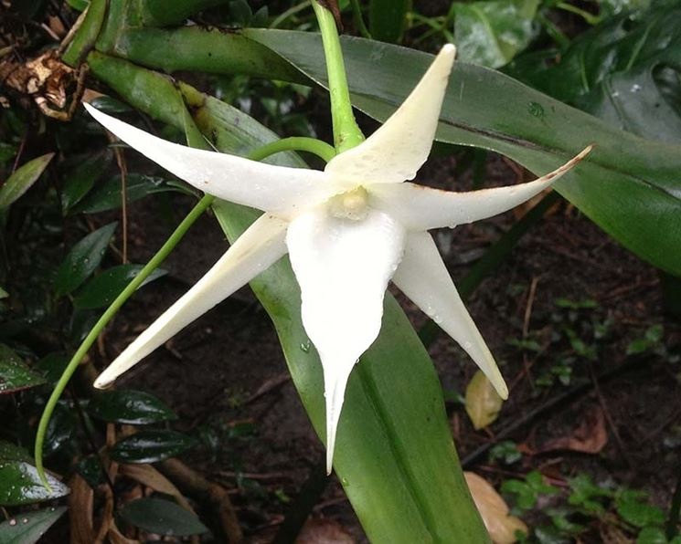 Angraecum sesquipedale