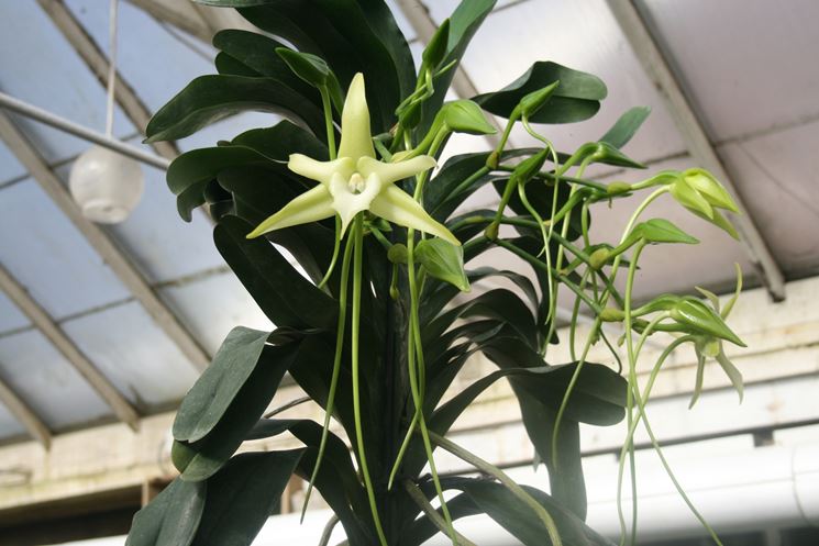 pianta Angraecum sesquipedale