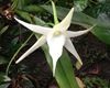 Angraecum sesquipedale