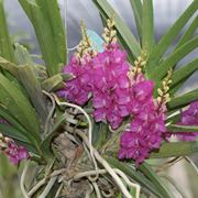 Ascocentrum ampullaceum