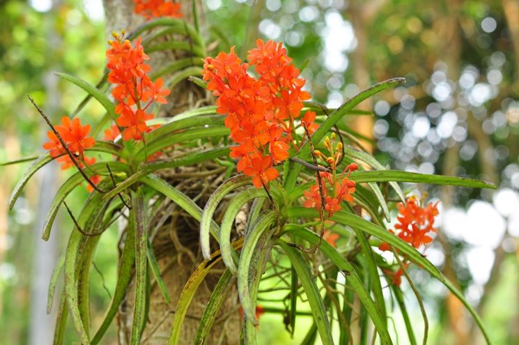 pianta Ascocentrum curvifolium