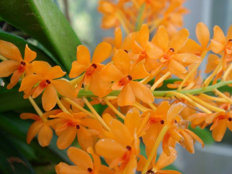 ascocentrum garayi