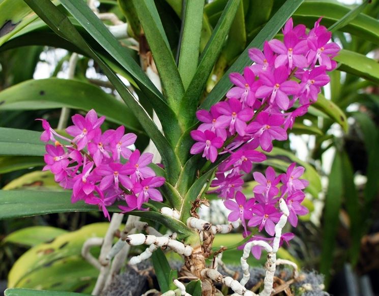 ascocentrum pianta