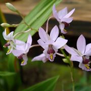 Barkeria melanocaulon