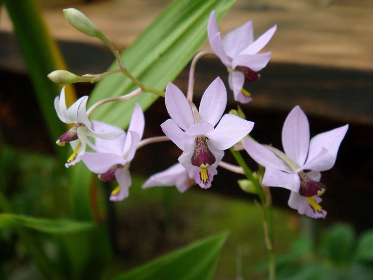 Barkeria melanocaulon