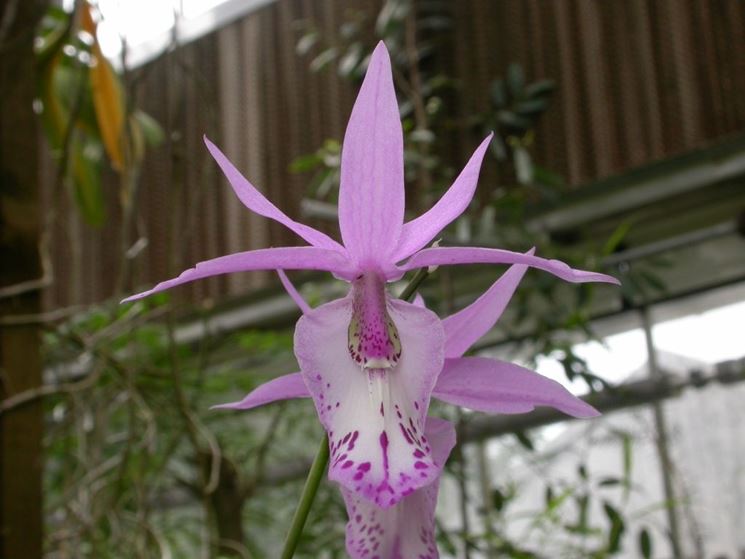 orchidea barkeria spectablis