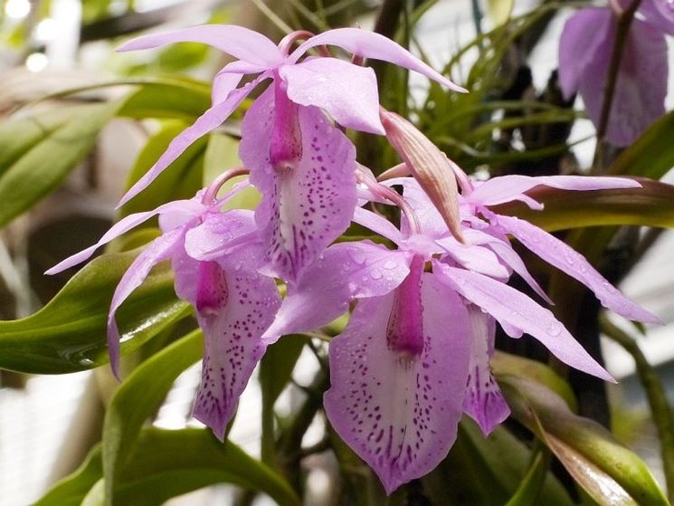 barkeria lindleyana