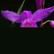 Bletilla striata