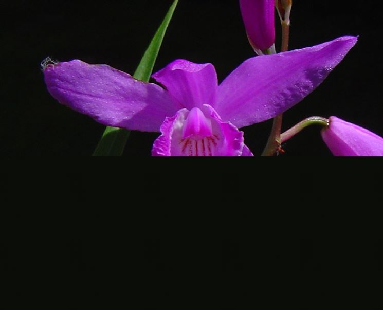 Bletilla striata