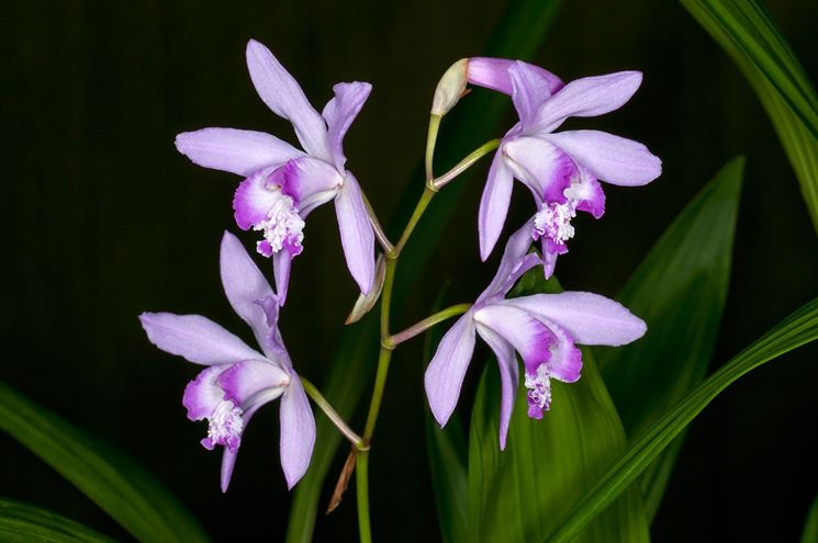 fiore di Bletilla striata