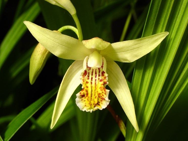 Bletilla Ochracea