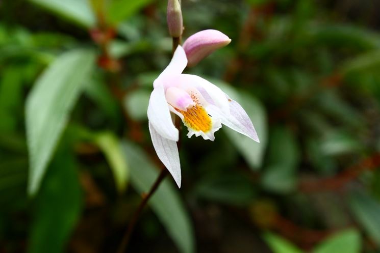 Bletilla formosana 