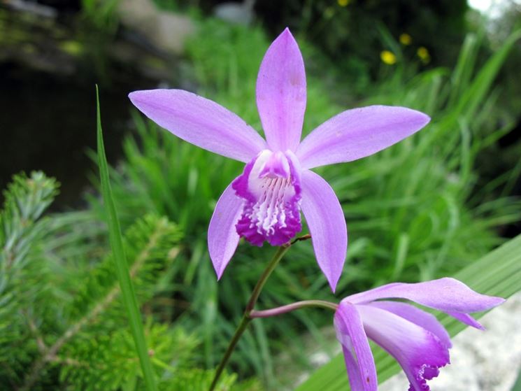 Bletilla 