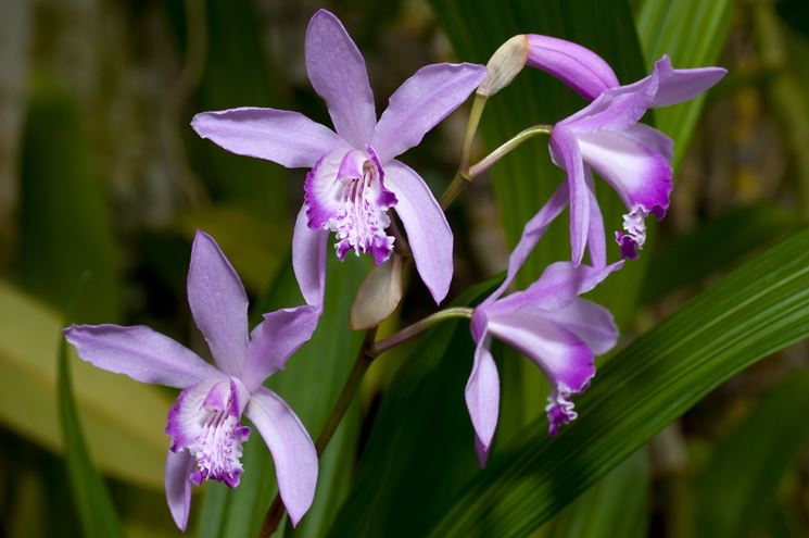 Bletilla fiori