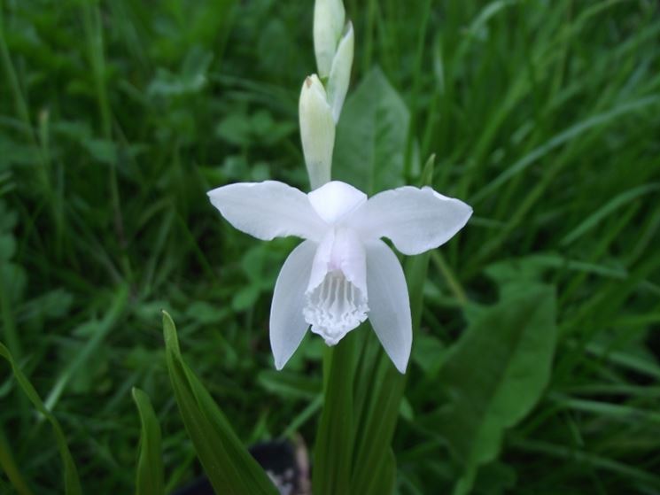 fiore Bletilla 