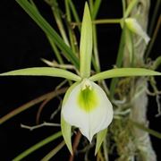 Brassavola