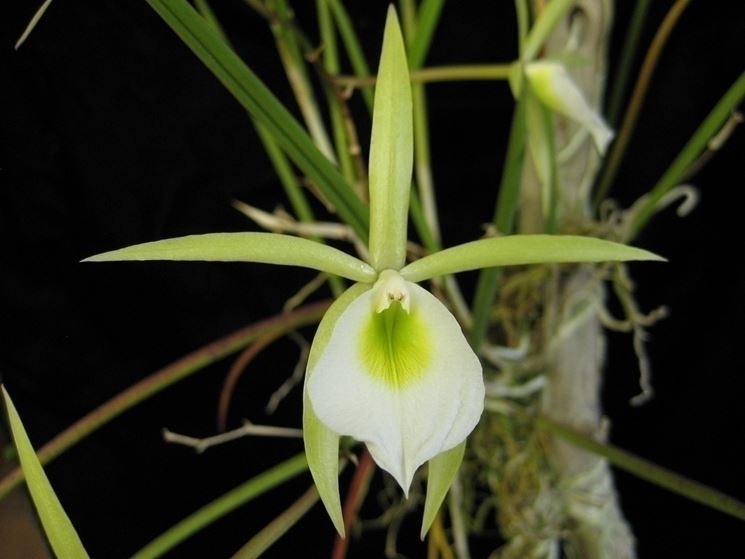 Brassavola