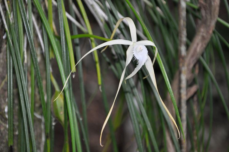 pianta brassavola