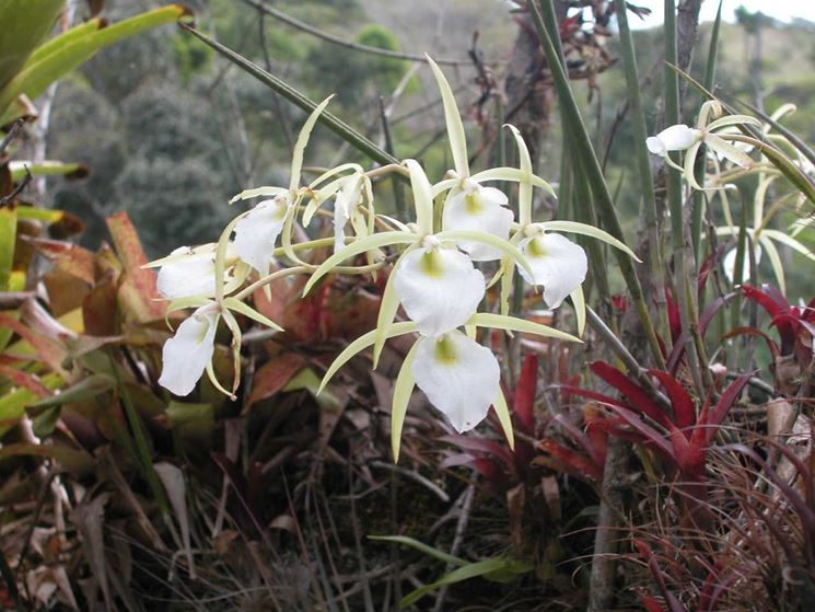 brassavola tuberculata