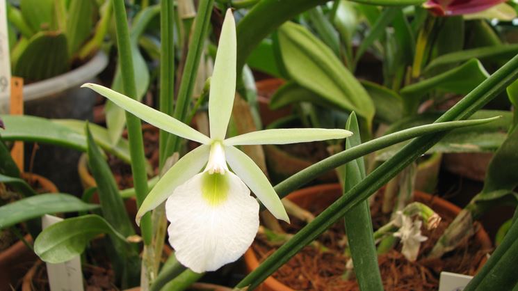 brassavola fiore