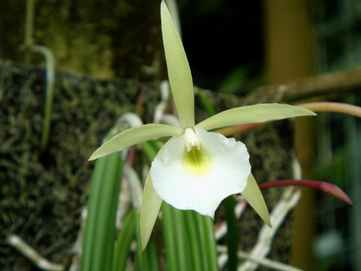 fiore brassavola