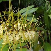 orchidee brassia