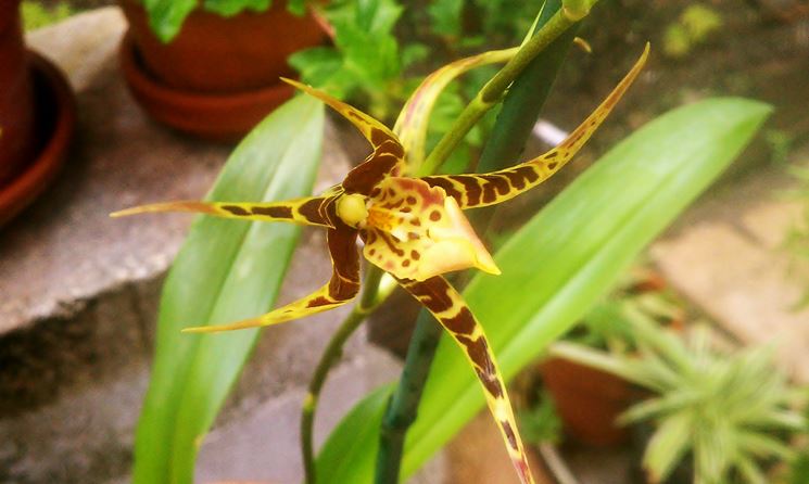 Brassia maculata