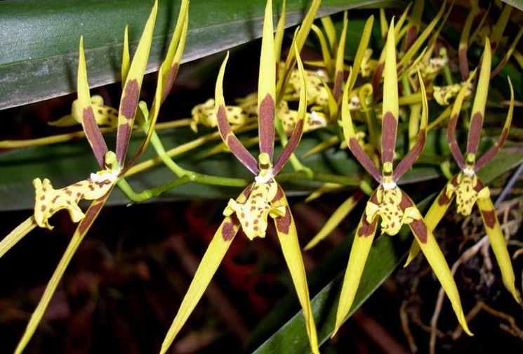 Brassia neglecta