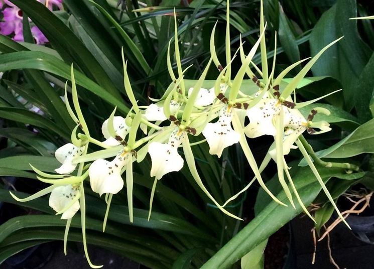 Brassia ochroleuca