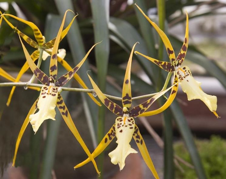 Brassia ibrido