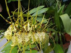 orchidee brassia
