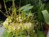 orchidee brassia