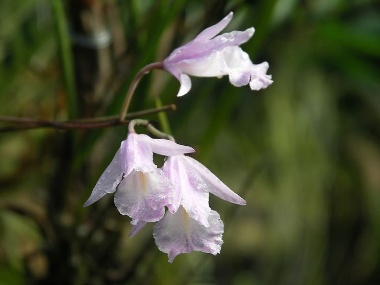 fiori Broughtonia