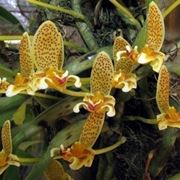 Bulbophyllum monanthum