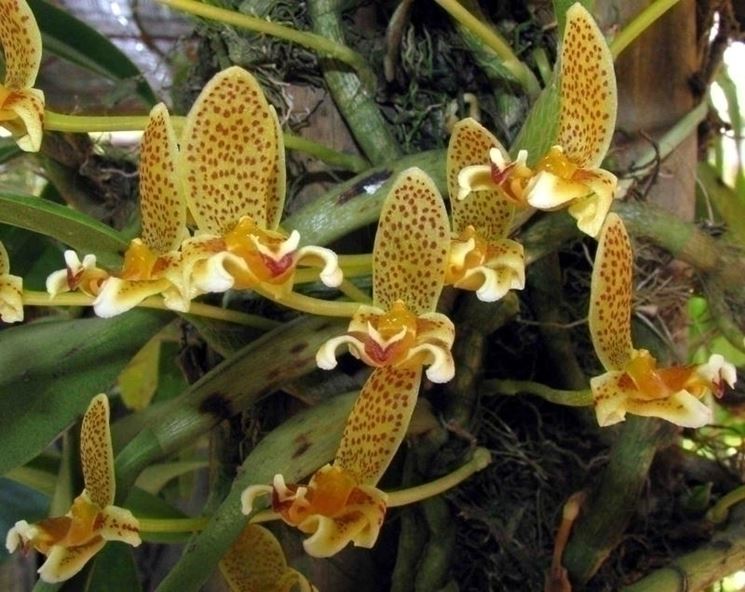 Bulbophyllum monanthum