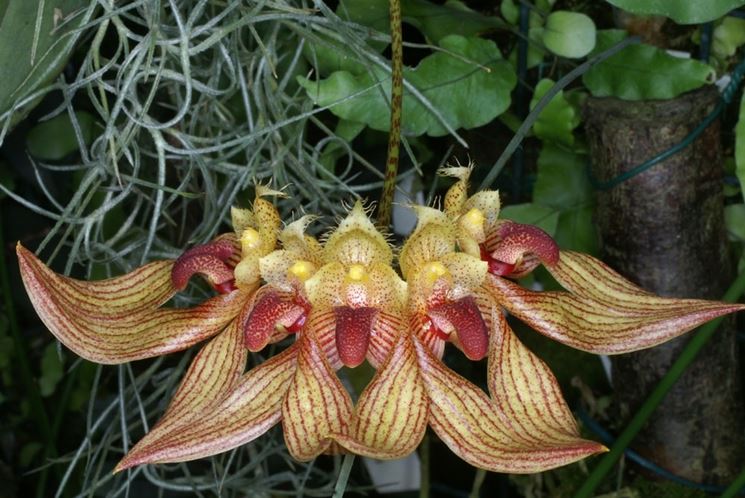 bulbophyllum annandalei