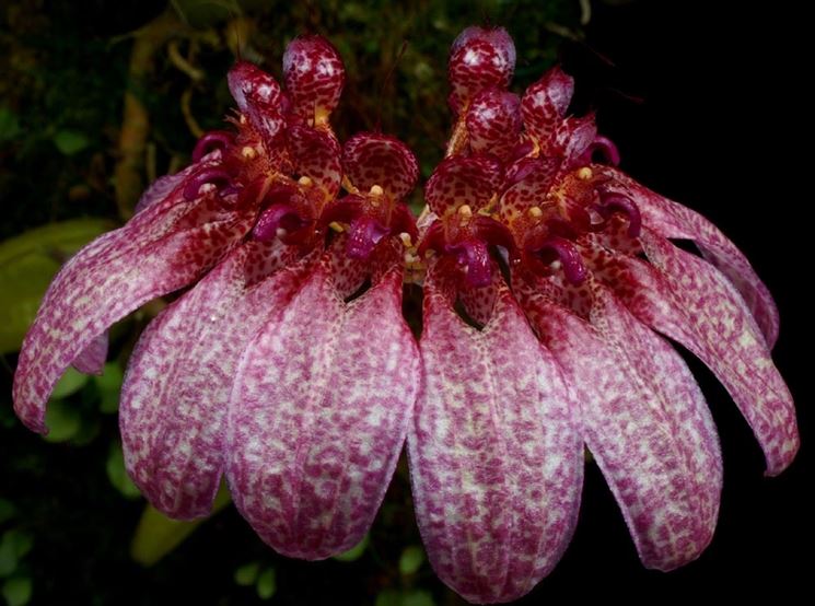 bulbophyllum eberhardtii